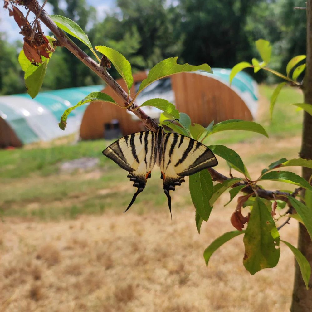 Extérieur Spiruline du mas Eole